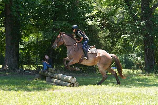 red-roan-percheron-for-sale