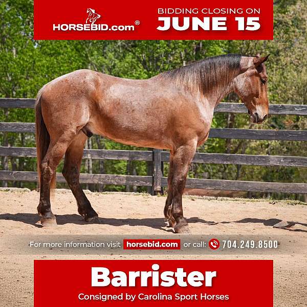 red-roan-percheron-gelding