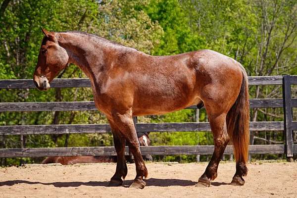 all-around-percheron-horse