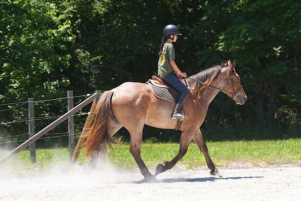cross-percheron-horse