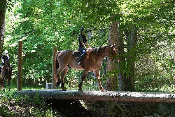 draft-percheron-horse