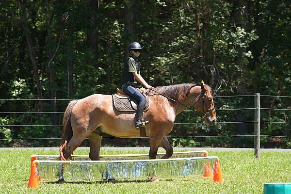 jumping-percheron-horse