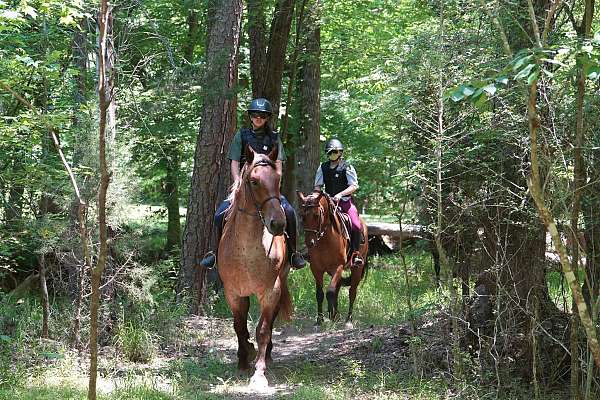 flashy-percheron-horse