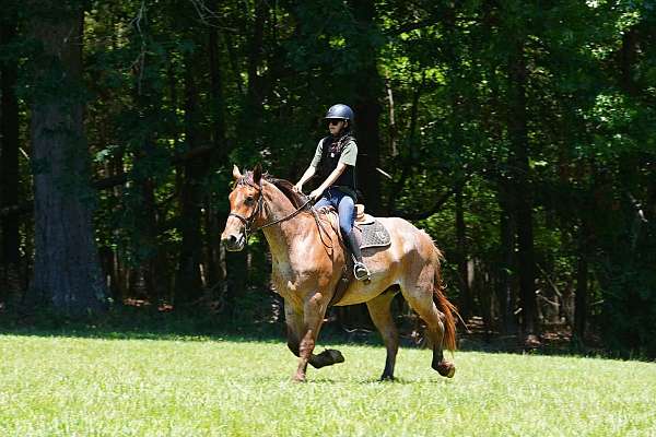 ridden-western-percheron-horse