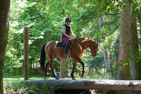 ridden-english-percheron-horse