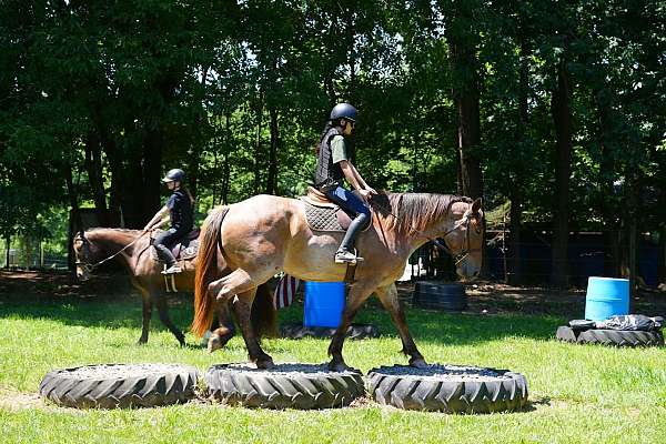 show-percheron-horse