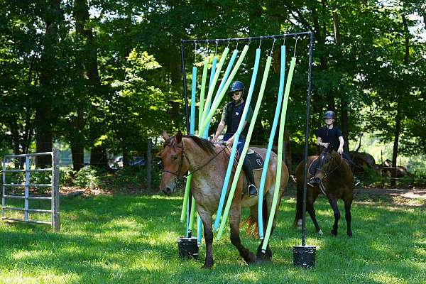 trail-percheron-horse
