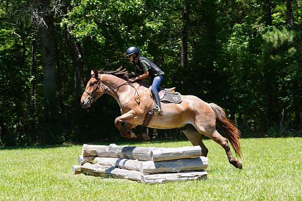 red-roan-percheron-horse