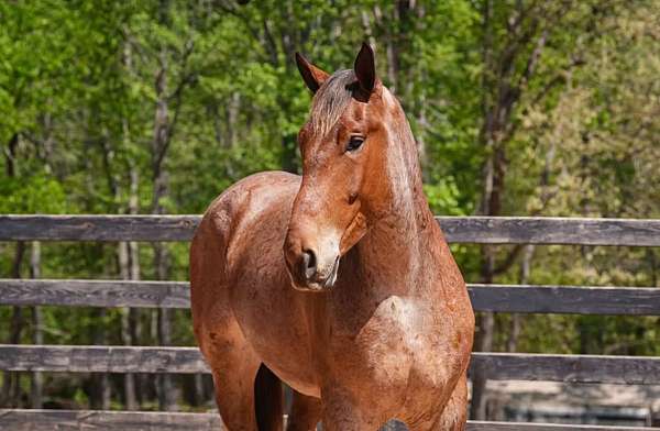 red-roan-percheron