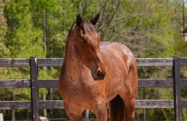 athletic-percheron-horse