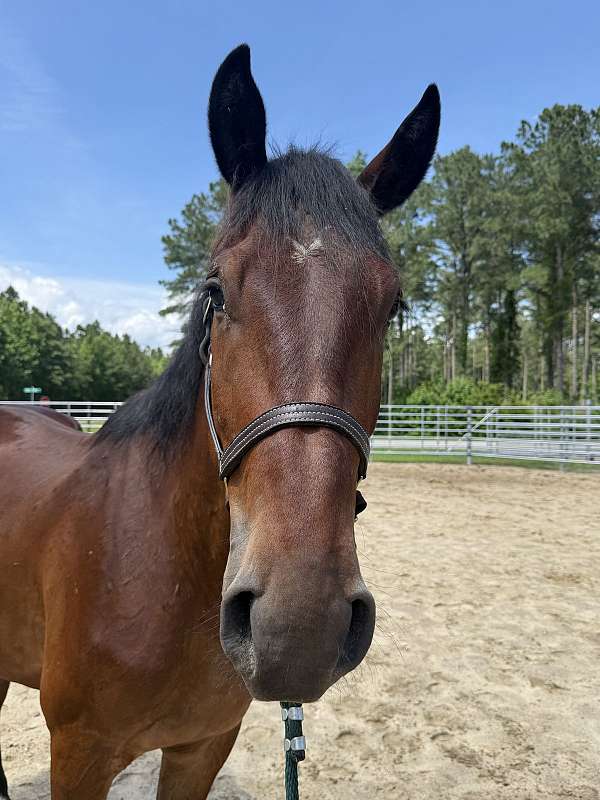 16-hand-draft-gelding