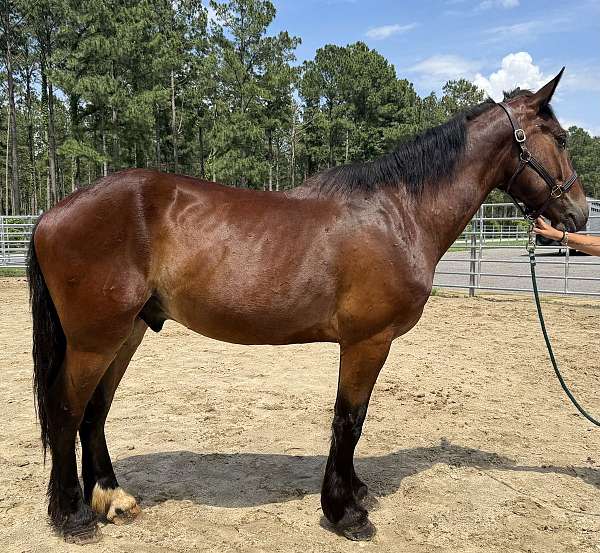 bay-gelding-for-sale