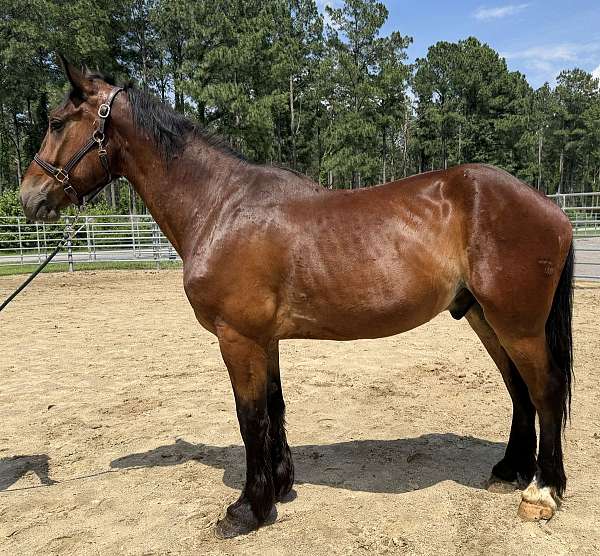 bay-draft-gelding