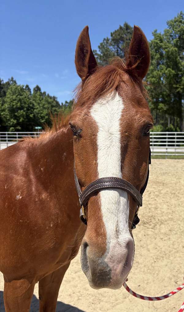 15-hand-quarter-horse-gelding