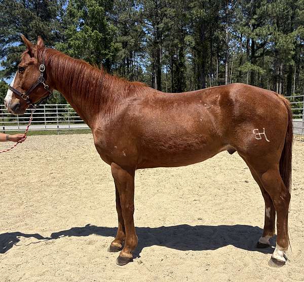 sorrel-quarter-horse-gelding