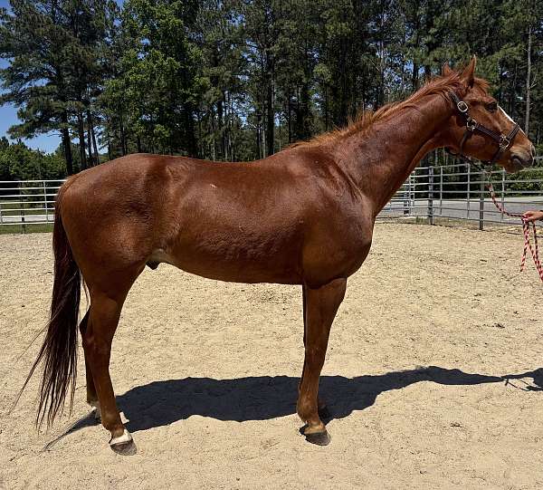 sorrel-gelding-for-sale