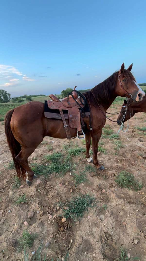 quarter-horse-mare
