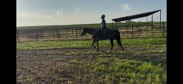 quarter-horse-for-sale
