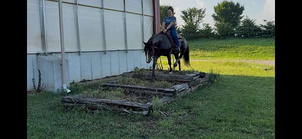 quarter-horse