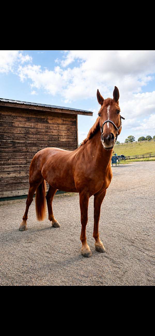 montana-hanoverian-horse