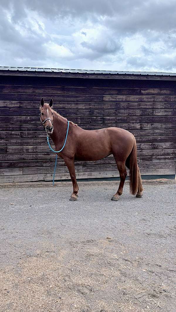 montana-mare