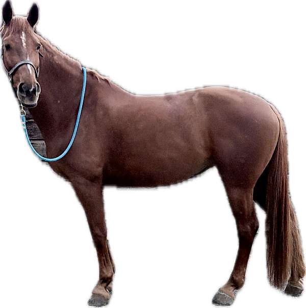 jumper-hanoverian-horse