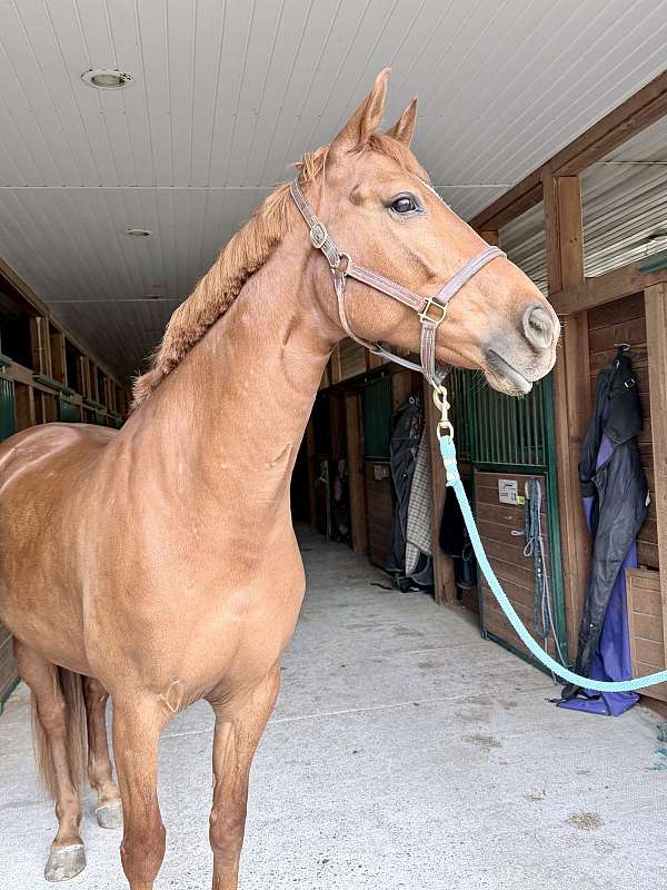 cross-rails-hanoverian-horse