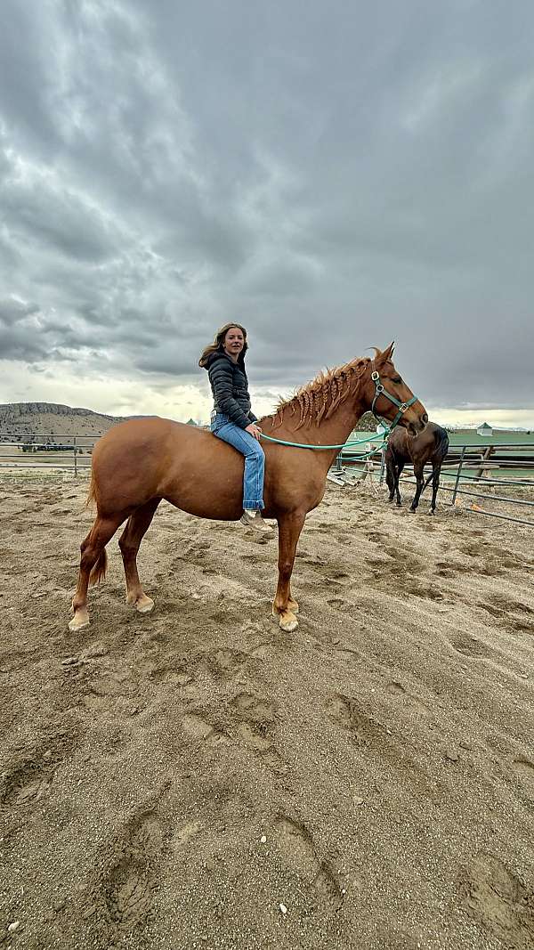 dependable-hanoverian-horse