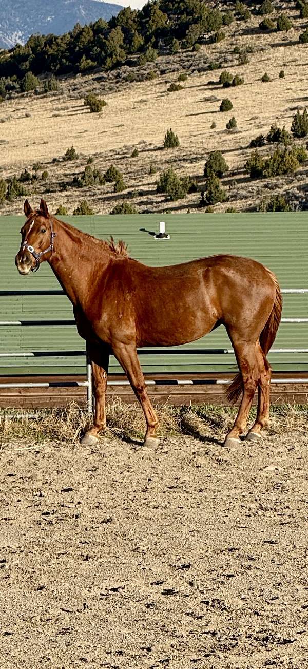 fantastic-hanoverian-horse