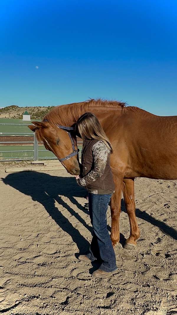 fences-hanoverian-horse
