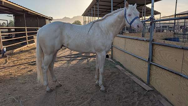 cremello-apha-stallion