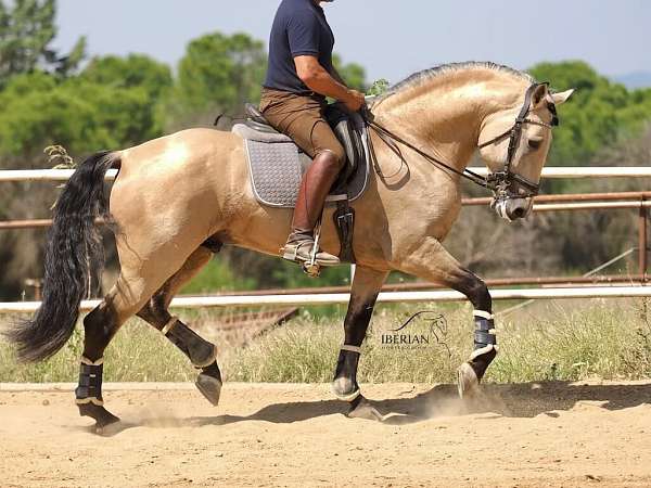 piro-free-horse