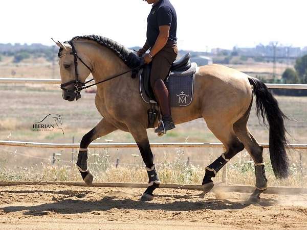 lusitano-not-registered-iberian-horse