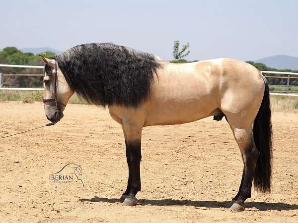 buckskin-iberian-lusitano-horse