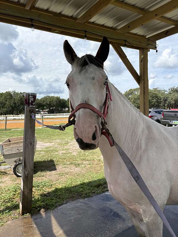 brown-barrel-pony
