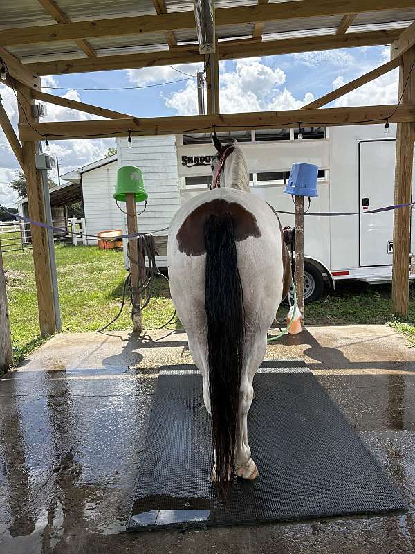 connemara-pony-for-sale