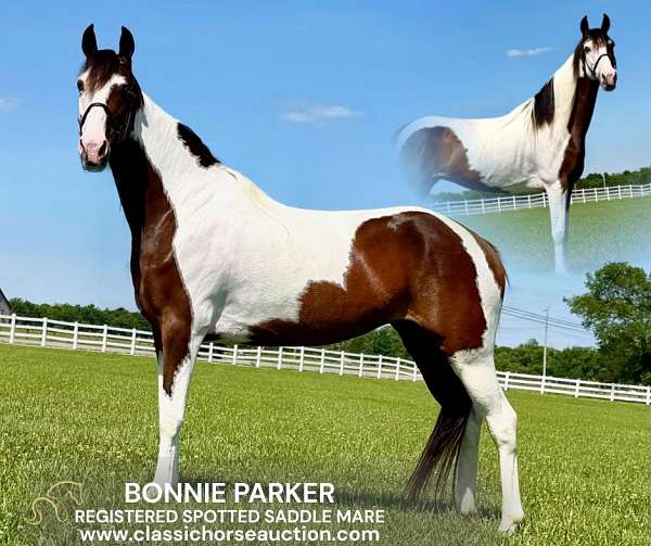 adults-spotted-horse