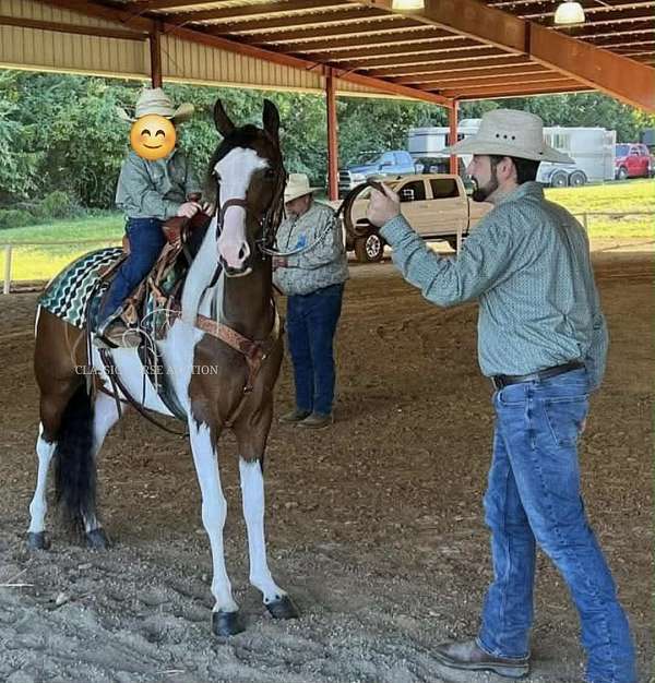 all-ages-spotted-horse