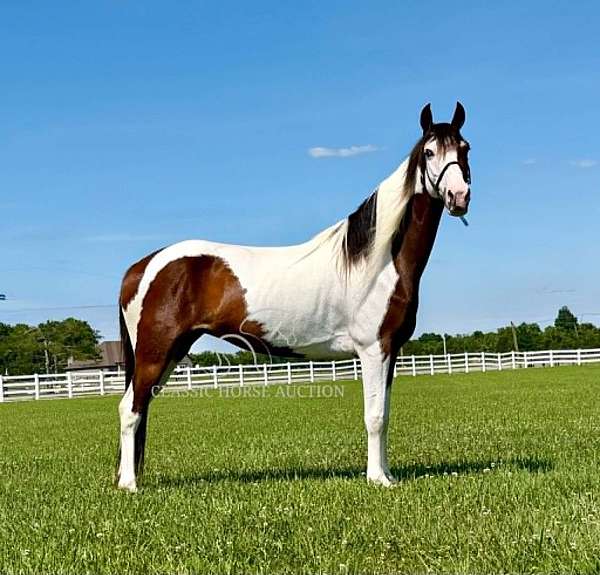 anyone-spotted-horse