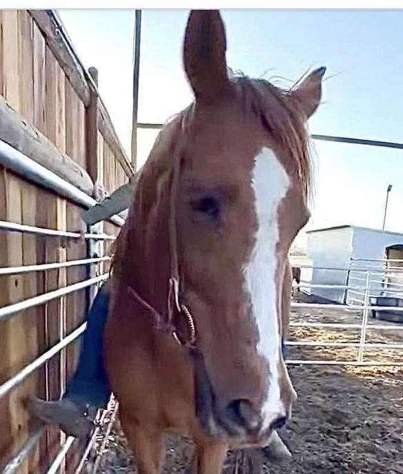 bargain-thoroughbred-horse