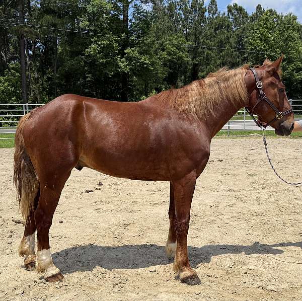 sorrel-gelding-for-sale