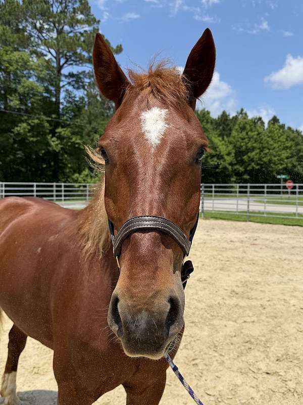 16-hand-draft-gelding