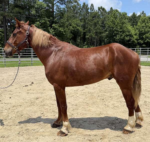 sorrel-draft-gelding