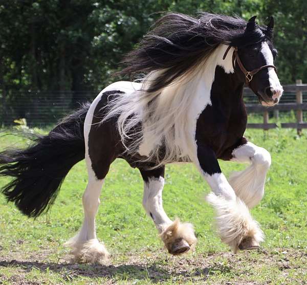 canter-gypsy-vanner-horse