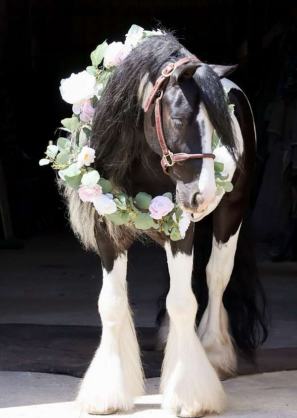 capable-gypsy-vanner-horse