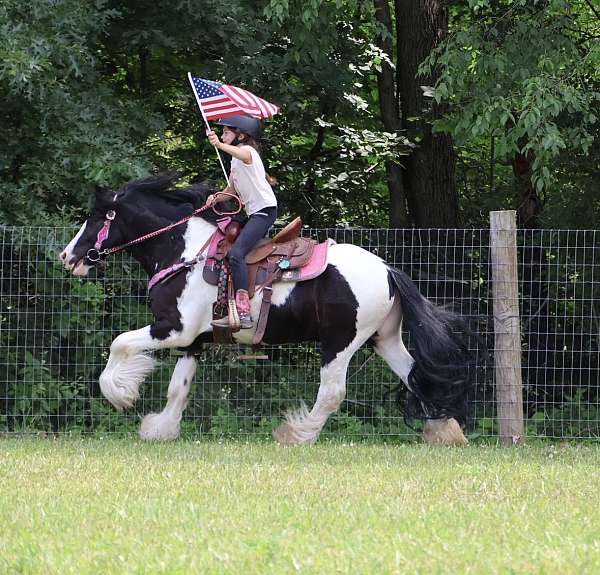 always-willing-gypsy-vanner-pony
