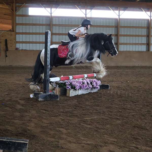 back-gypsy-vanner-pony