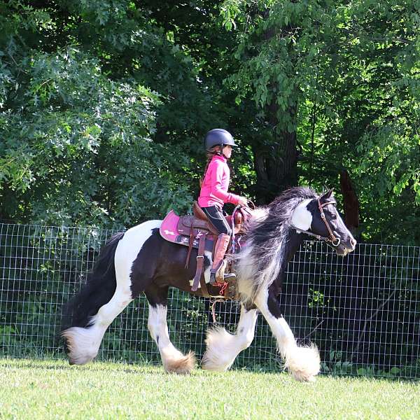 best-gypsy-vanner-pony