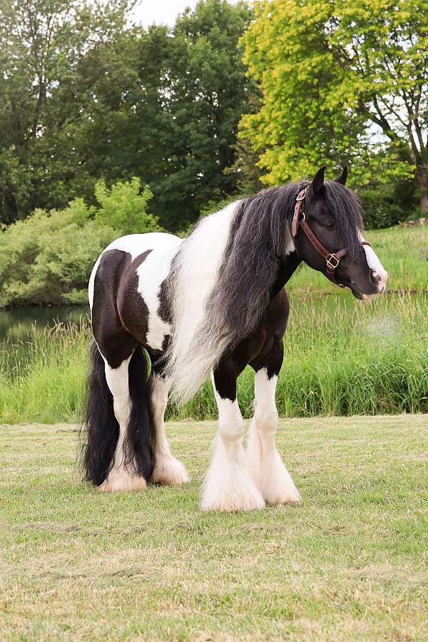 best-friend-gypsy-vanner-pony