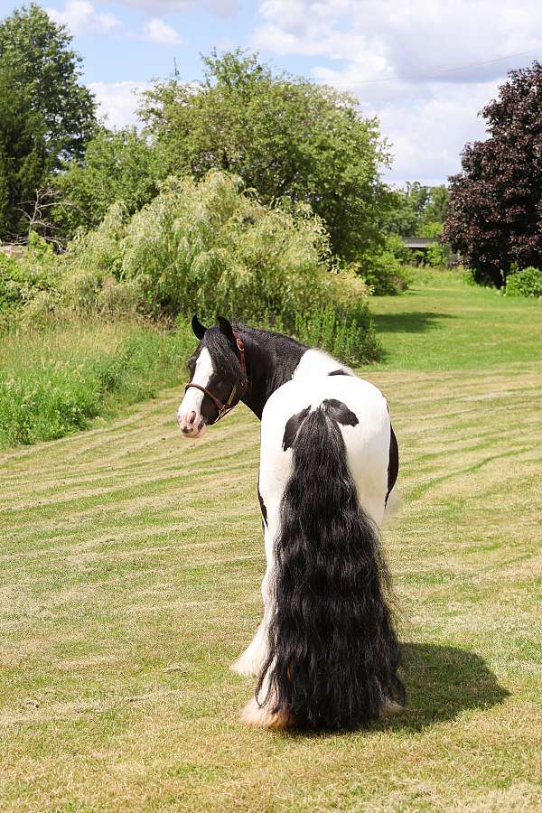 black-tobiano-gypsy-vanner-pony
